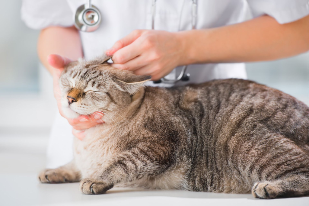 veterinary hospital in Encino