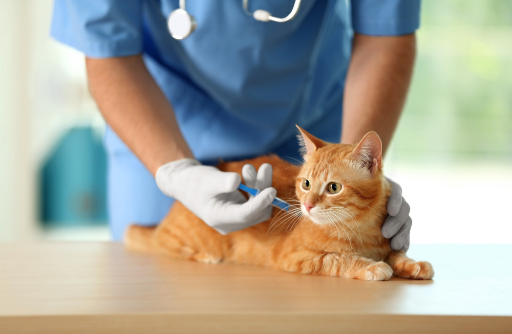 emergency vet clinic in Encino