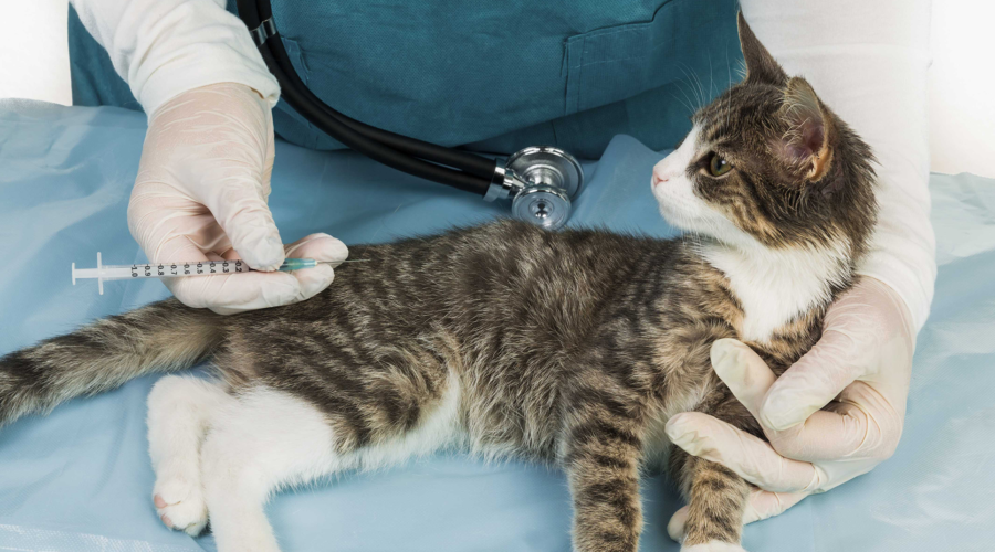 cat vaccination centre