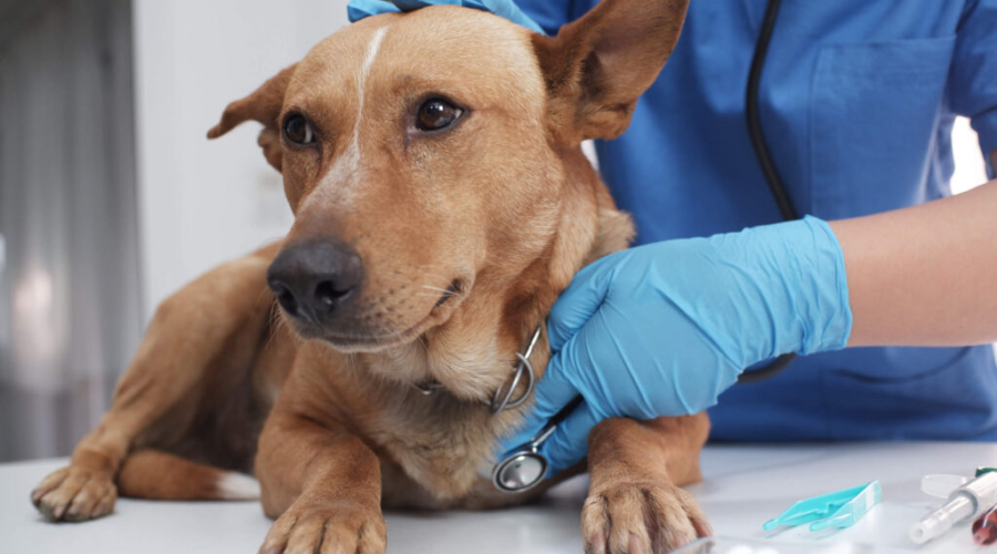 dog surgery in Encino